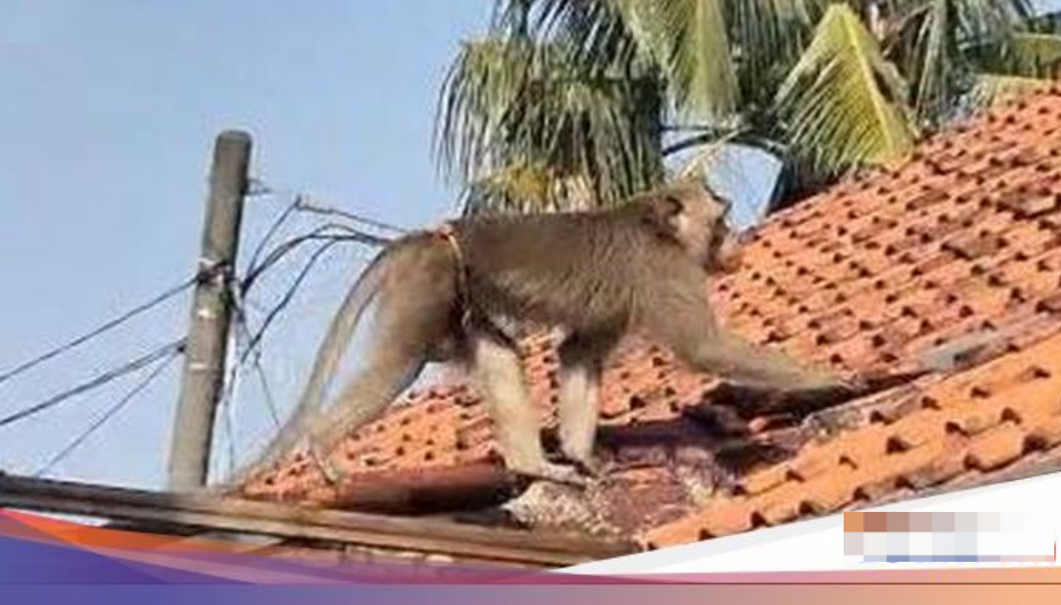 Usai Berhari-hari Keliaran, Monyet Resahkan Warga Depok Akhirnya Ditangkap
