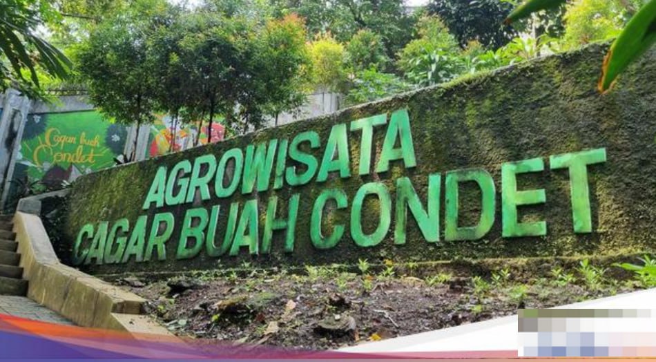 Serba-serbi Buah Bersisik yang Jadi Maskot Jakarta: Harapan Kebangkitan Salak Condet