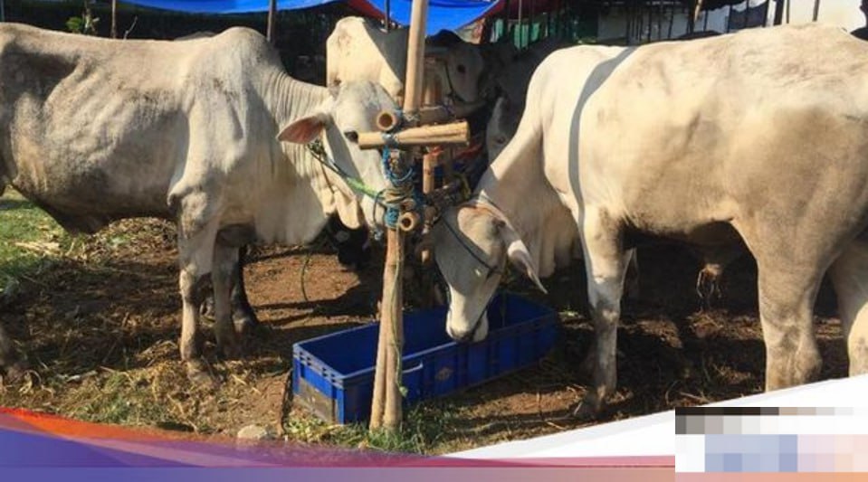 Panduan Hitungan dan Aturan Pembagian Daging Kurban Idul Adha 1446 H