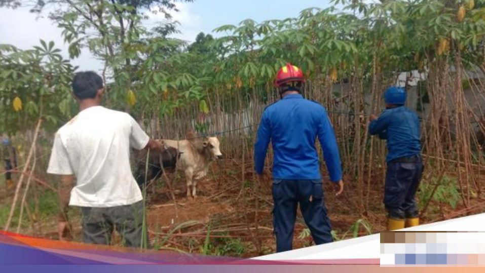 Sapi Kurban di Bogor Ngamuk, Damkar Dikerahkan untuk Kendalikan Hewan